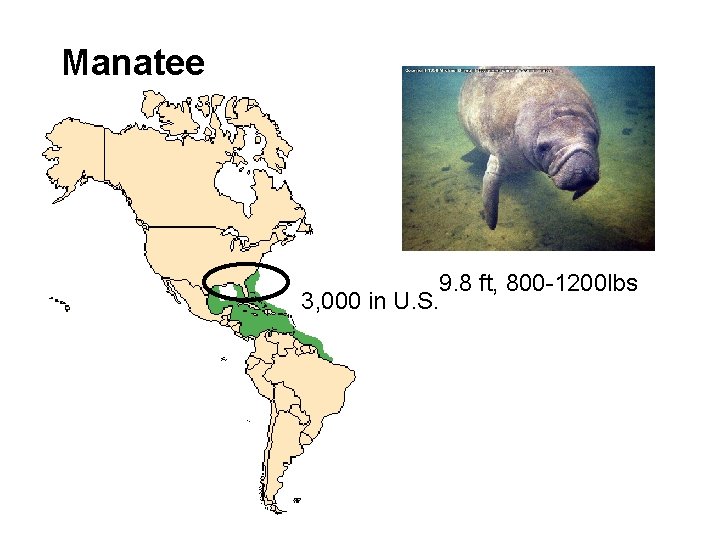 Manatee 9. 8 ft, 800 -1200 lbs 3, 000 in U. S. 