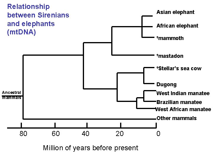 Relationship between Sirenians and elephants (mt. DNA) Asian elephant African elephant tmammoth tmastadon t.