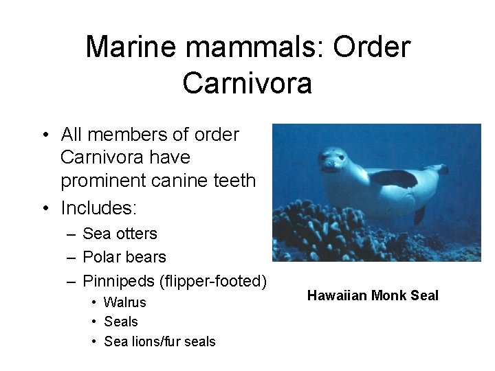 Marine mammals: Order Carnivora • All members of order Carnivora have prominent canine teeth