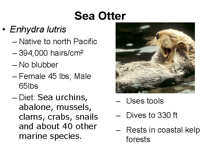 Sea Otter • Enhydra lutris – Native to north Pacific – 394, 000 hairs/cm