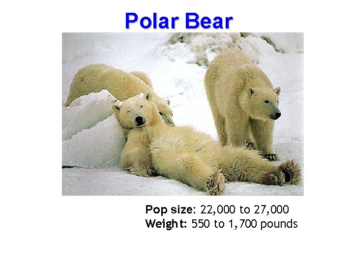Polar Bear Pop size: 22, 000 to 27, 000 Weight: 550 to 1, 700