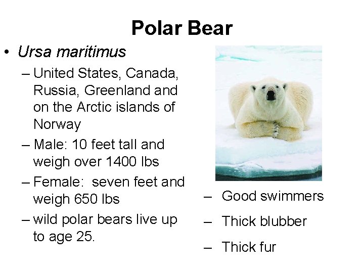 Polar Bear • Ursa maritimus – United States, Canada, Russia, Greenland on the Arctic