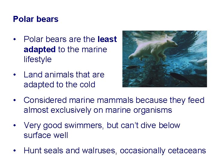 Polar bears • Polar bears are the least adapted to the marine lifestyle •