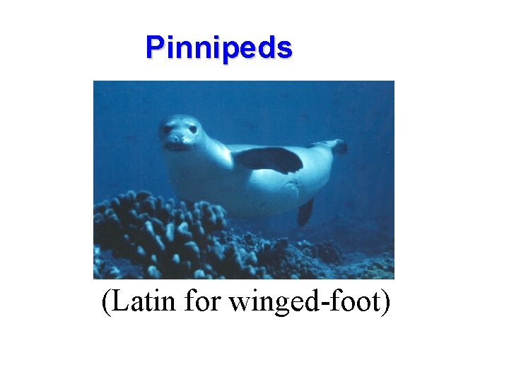 Pinnipeds (Latin for winged-foot) 