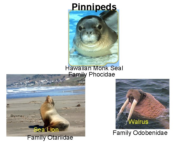 Pinnipeds Hawaiian Monk Seal Family Phocidae Walrus Sea Lion Family Otariidae Family Odobenidae 