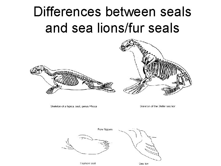 Differences between seals and sea lions/fur seals 