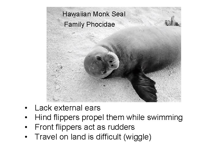 Hawaiian Monk Seal Family Phocidae • • Lack external ears Hind flippers propel them