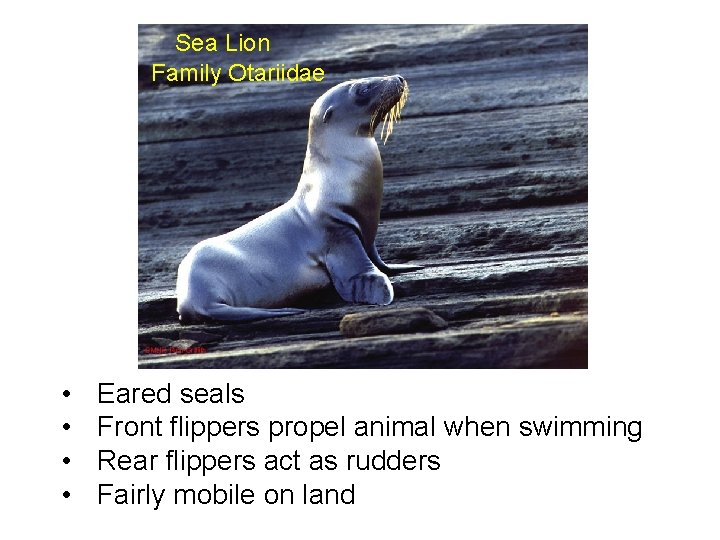 Sea Lion Family Otariidae • • Eared seals Front flippers propel animal when swimming