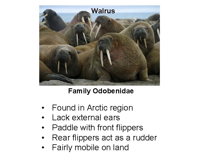 Walrus Family Odobenidae • • • Found in Arctic region Lack external ears Paddle