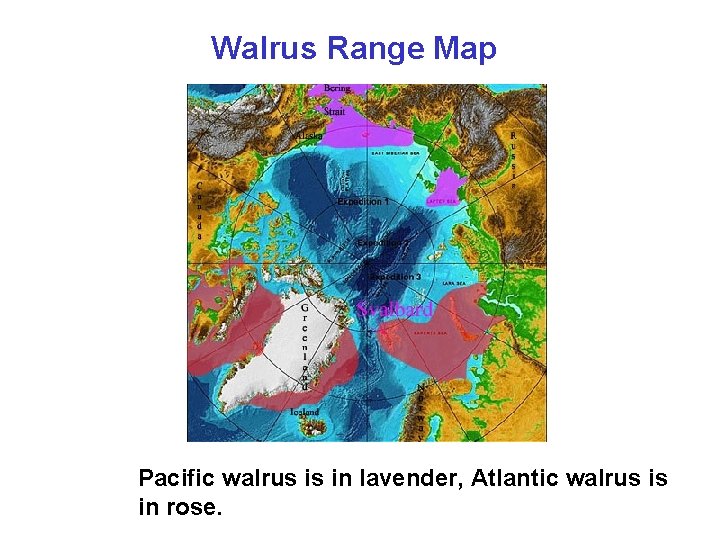 Walrus Range Map Pacific walrus is in lavender, Atlantic walrus is in rose. 