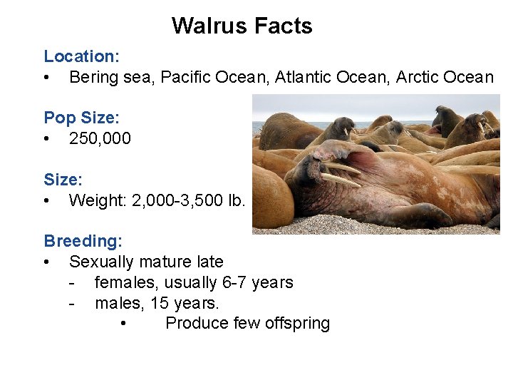 Walrus Facts Location: • Bering sea, Pacific Ocean, Atlantic Ocean, Arctic Ocean Pop Size: