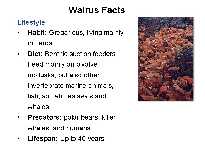 Walrus Facts Lifestyle • Habit: Gregarious, living mainly in herds. • Diet: Benthic suction