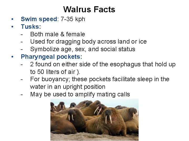 Walrus Facts • • • Swim speed: 7 -35 kph Tusks: - Both male