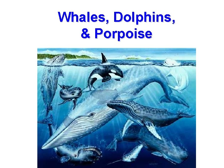 Whales, Dolphins, & Porpoise 