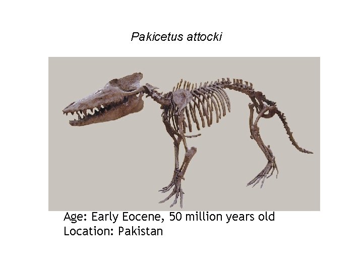 Pakicetus attocki Age: Early Eocene, 50 million years old Location: Pakistan 