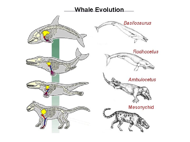 Whale Evolution 