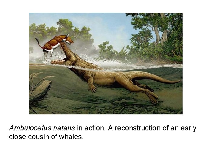 Ambulocetus natans in action. A reconstruction of an early close cousin of whales. 