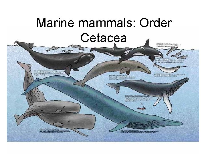 Marine mammals: Order Cetacea 