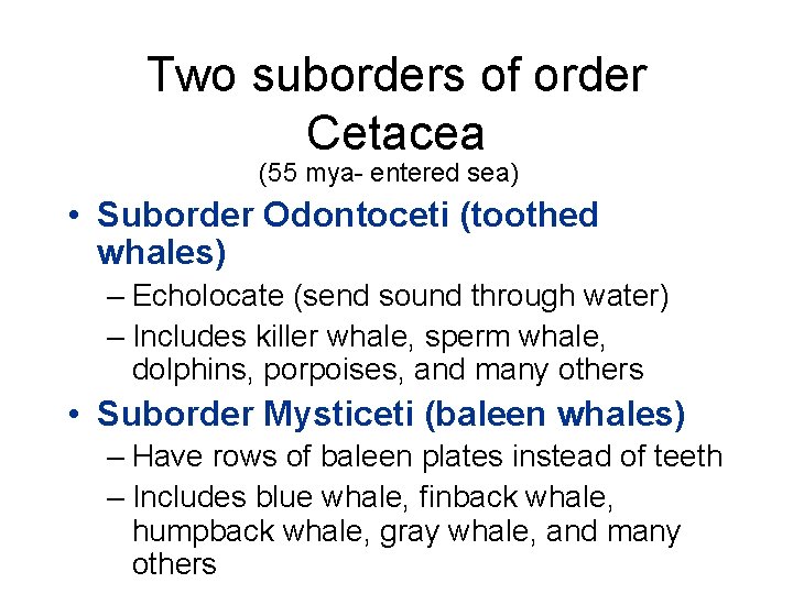 Two suborders of order Cetacea (55 mya- entered sea) • Suborder Odontoceti (toothed whales)