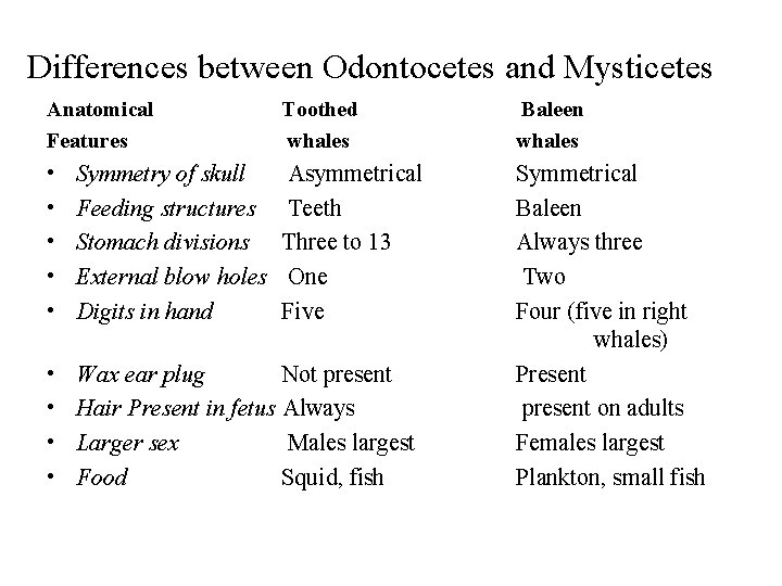 Differences between Odontocetes and Mysticetes Anatomical Features Toothed whales Baleen whales • • •