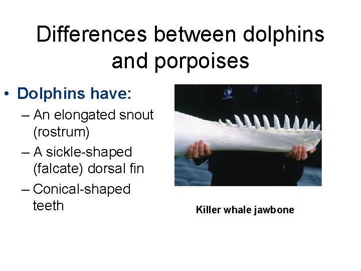 Differences between dolphins and porpoises • Dolphins have: – An elongated snout (rostrum) –