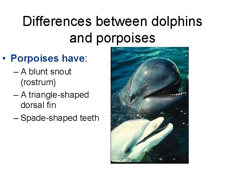 Differences between dolphins and porpoises • Porpoises have: – A blunt snout (rostrum) –