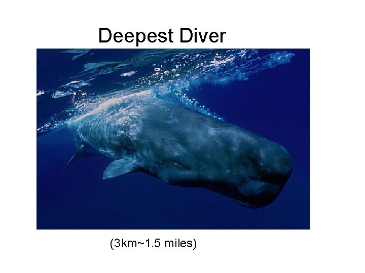 Deepest Diver (3 km~1. 5 miles) 