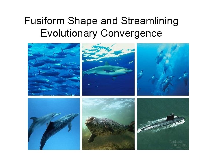 Fusiform Shape and Streamlining Evolutionary Convergence 