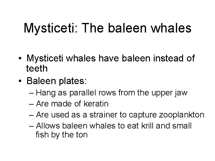 Mysticeti: The baleen whales • Mysticeti whales have baleen instead of teeth • Baleen