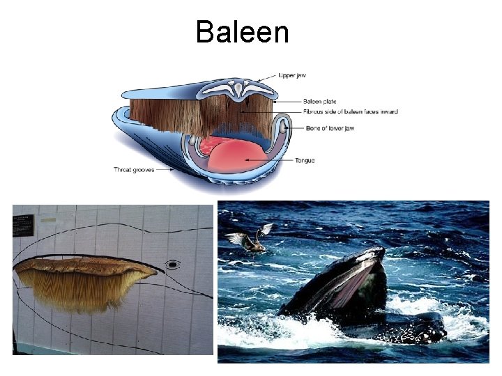Baleen 