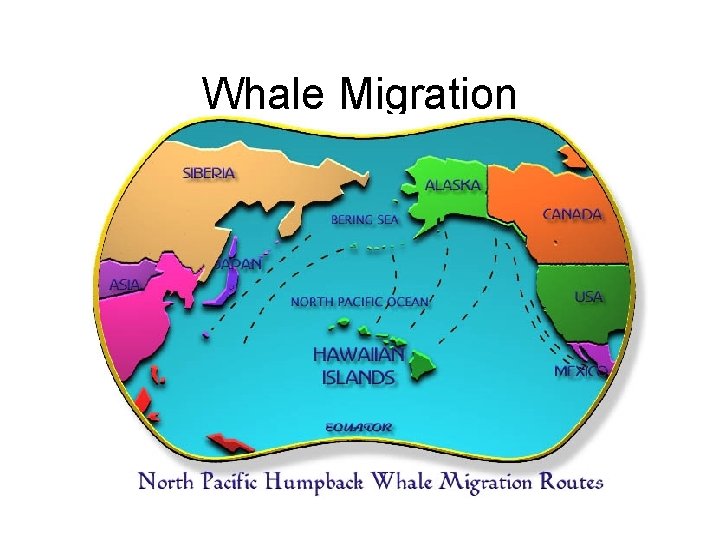 Whale Migration 