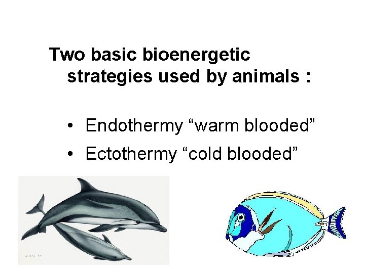 Two basic bioenergetic strategies used by animals : • Endothermy “warm blooded” • Ectothermy
