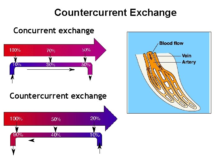 Countercurrent Exchange Concurrent exchange Countercurrent exchange 