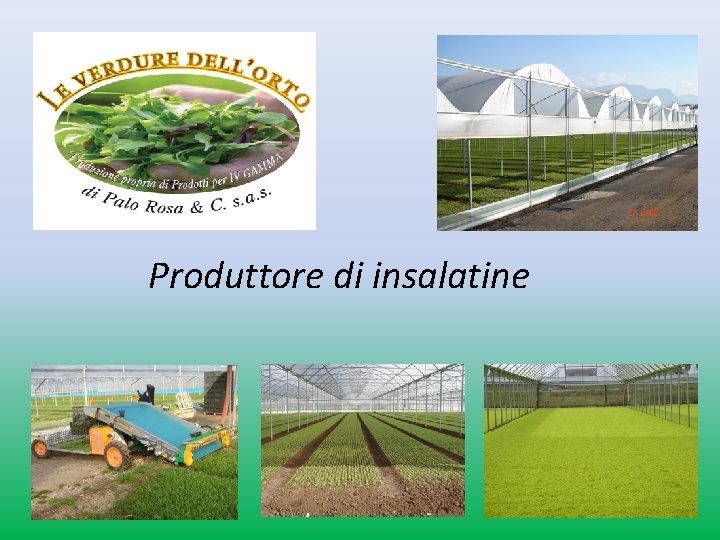 Produttore di insalatine Produttore di insalatine
