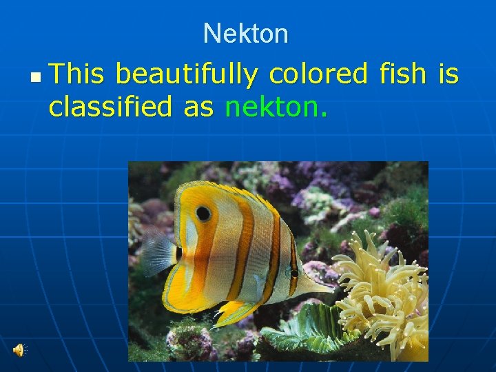 Nekton n This beautifully colored fish is classified as nekton. 
