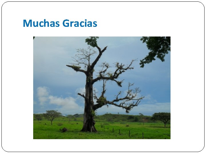 Muchas Gracias 