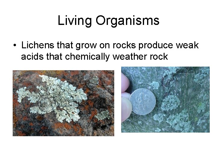 Living Organisms • Lichens that grow on rocks produce weak acids that chemically weather