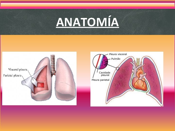 ANATOMÍA ANATOMÍA