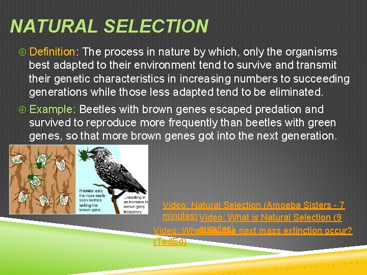 Definition natural selection Natural Selection