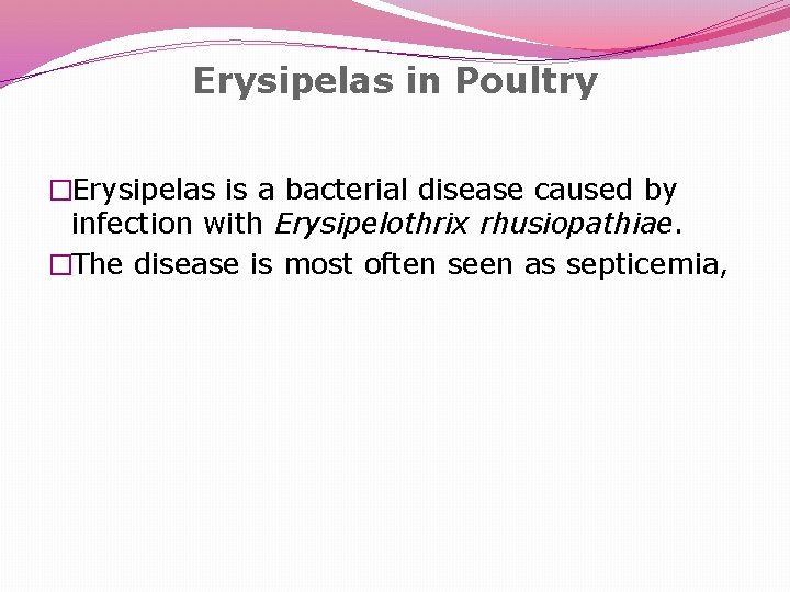Erysipelas in Poultry �Erysipelas is a bacterial disease caused by infection with Erysipelothrix rhusiopathiae.