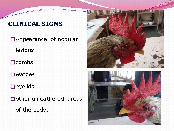 CLINICAL SIGNS �Appearance of nodular lesions �combs �wattles �eyelids �other unfeathered areas of the