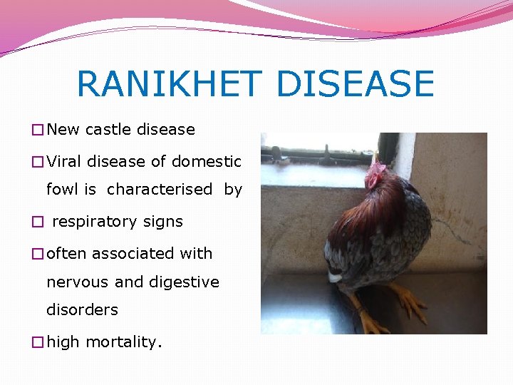  RANIKHET DISEASE �New castle disease �Viral disease of domestic fowl is characterised by