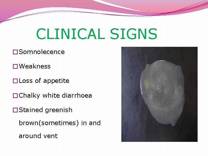  CLINICAL SIGNS �Somnolecence �Weakness �Loss of appetite �Chalky white diarrhoea �Stained greenish brown(sometimes)