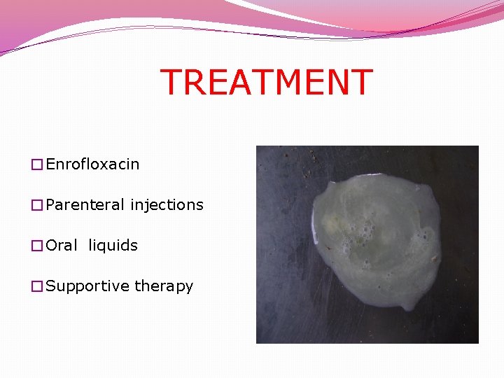  TREATMENT �Enrofloxacin �Parenteral injections �Oral liquids �Supportive therapy 