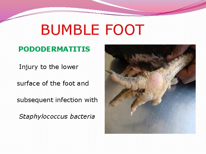  BUMBLE FOOT PODODERMATITIS Injury to the lower surface of the foot and subsequent