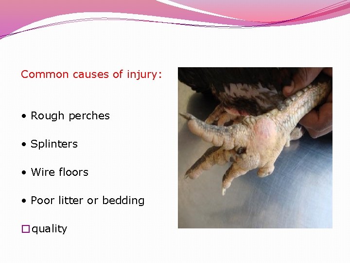 Common causes of injury: • Rough perches • Splinters • Wire floors • Poor