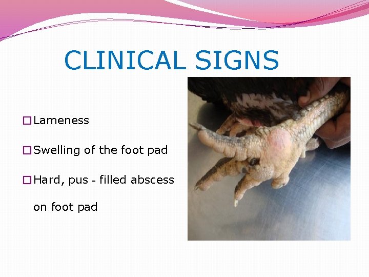  CLINICAL SIGNS �Lameness �Swelling of the foot pad �Hard, pus‐filled abscess on foot