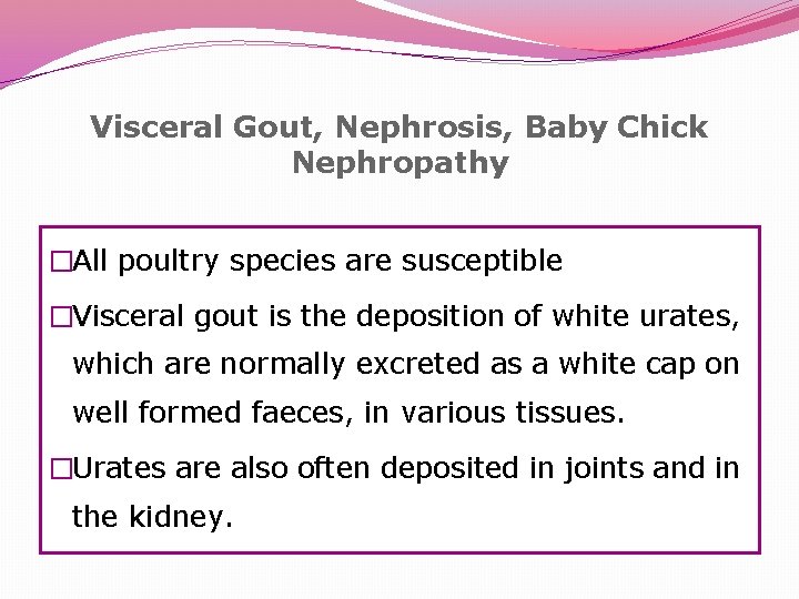 Visceral Gout, Nephrosis, Baby Chick Nephropathy �All poultry species are susceptible �Visceral gout is