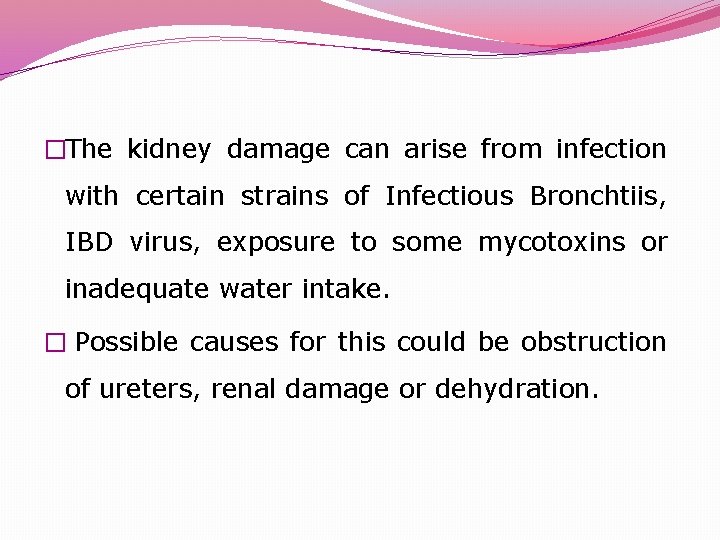 �The kidney damage can arise from infection with certain strains of Infectious Bronchtiis, IBD