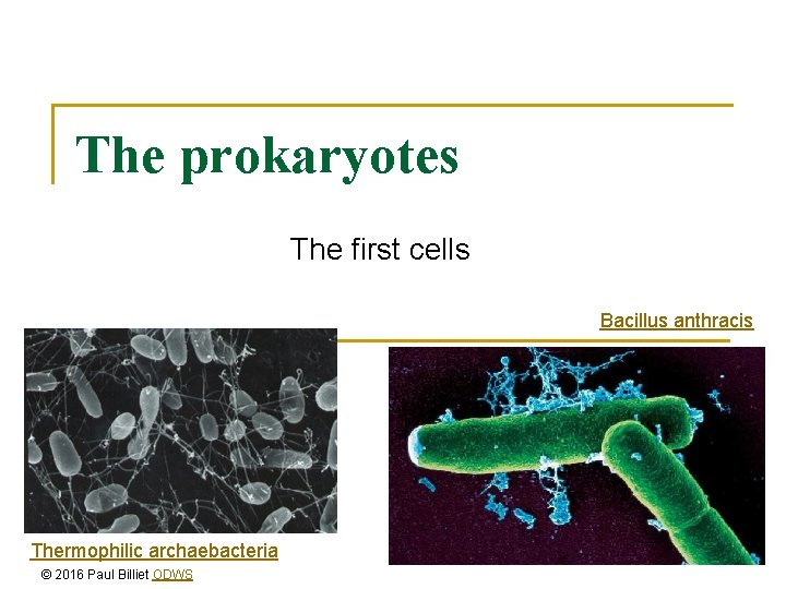 The prokaryotes The first cells Bacillus anthracis Thermophilic archaebacteria © 2016 Paul Billiet ODWS